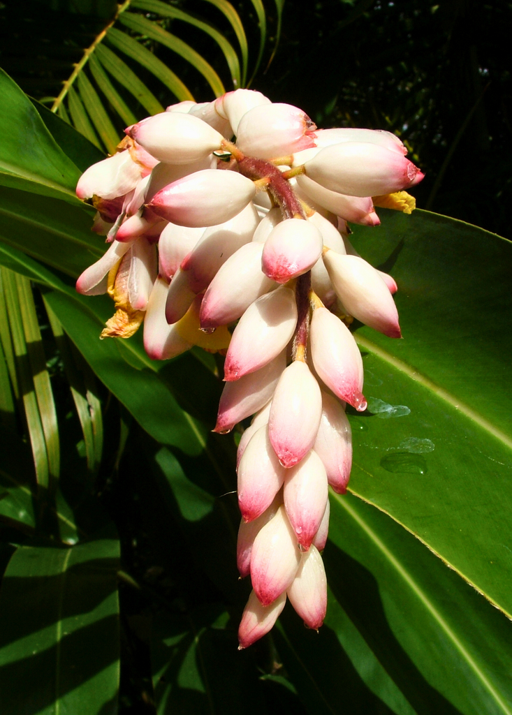 shell ginger indoor plant Variegated Shell Ginger Plants For Sale