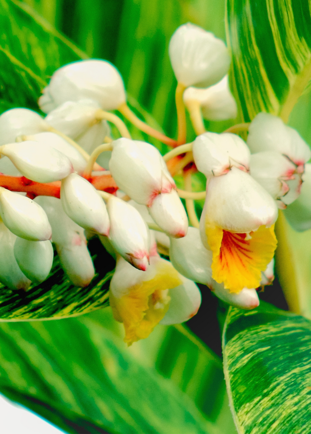 shell ginger plant indoor care Variegated Shell Ginger Plants For Sale