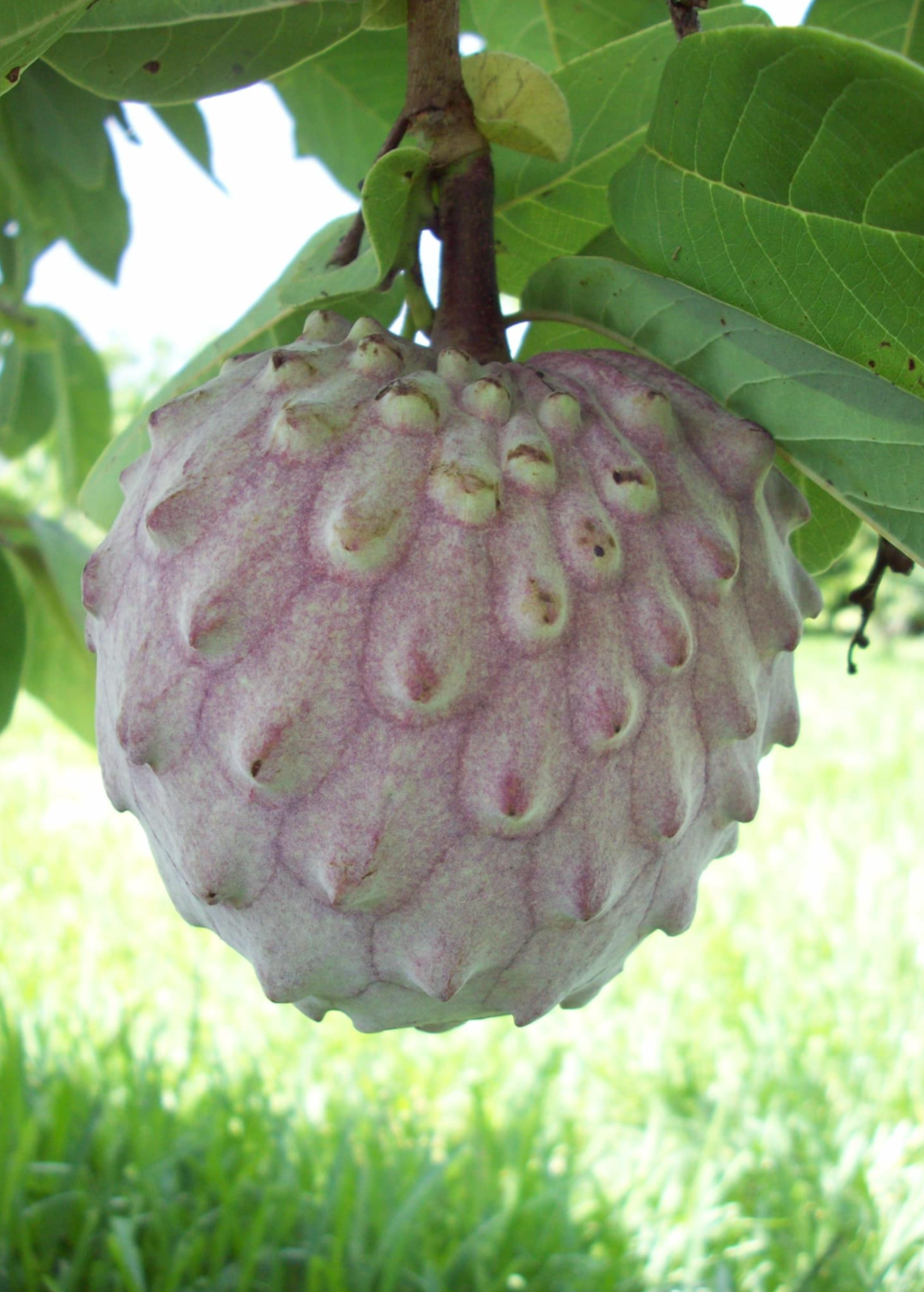 Ilama 'Genova Red'| Tropical Fruit Tree | Sow Exotic
