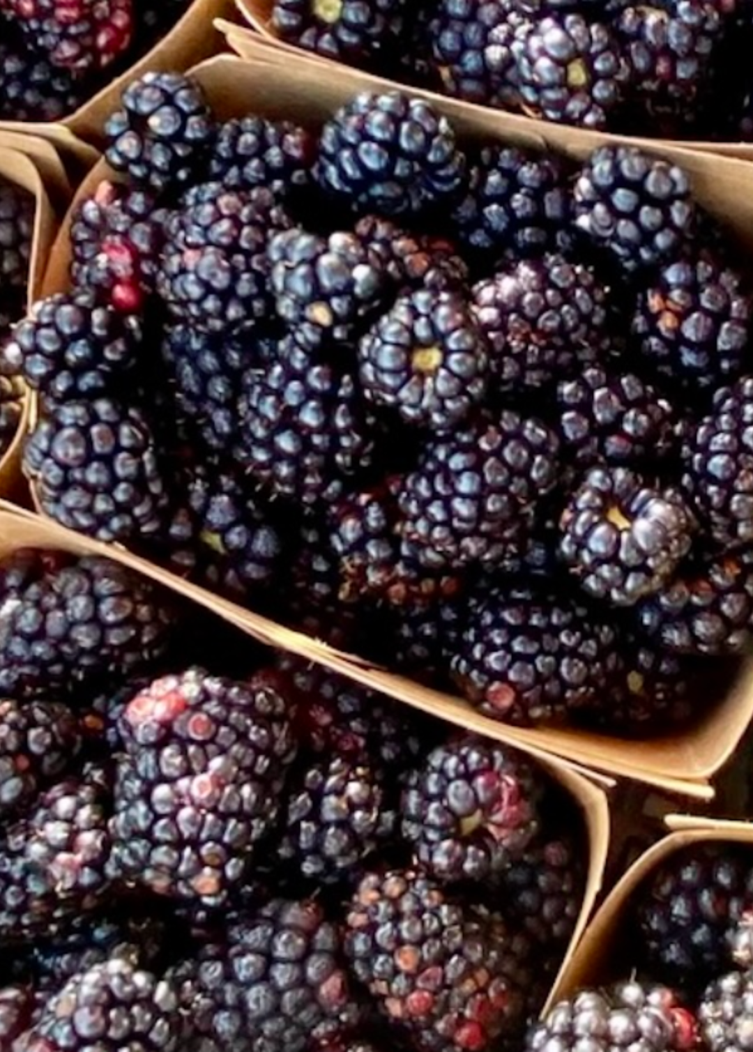 Boysenberry | Sweet-Tart Bramble Fruit | Sow Exotic