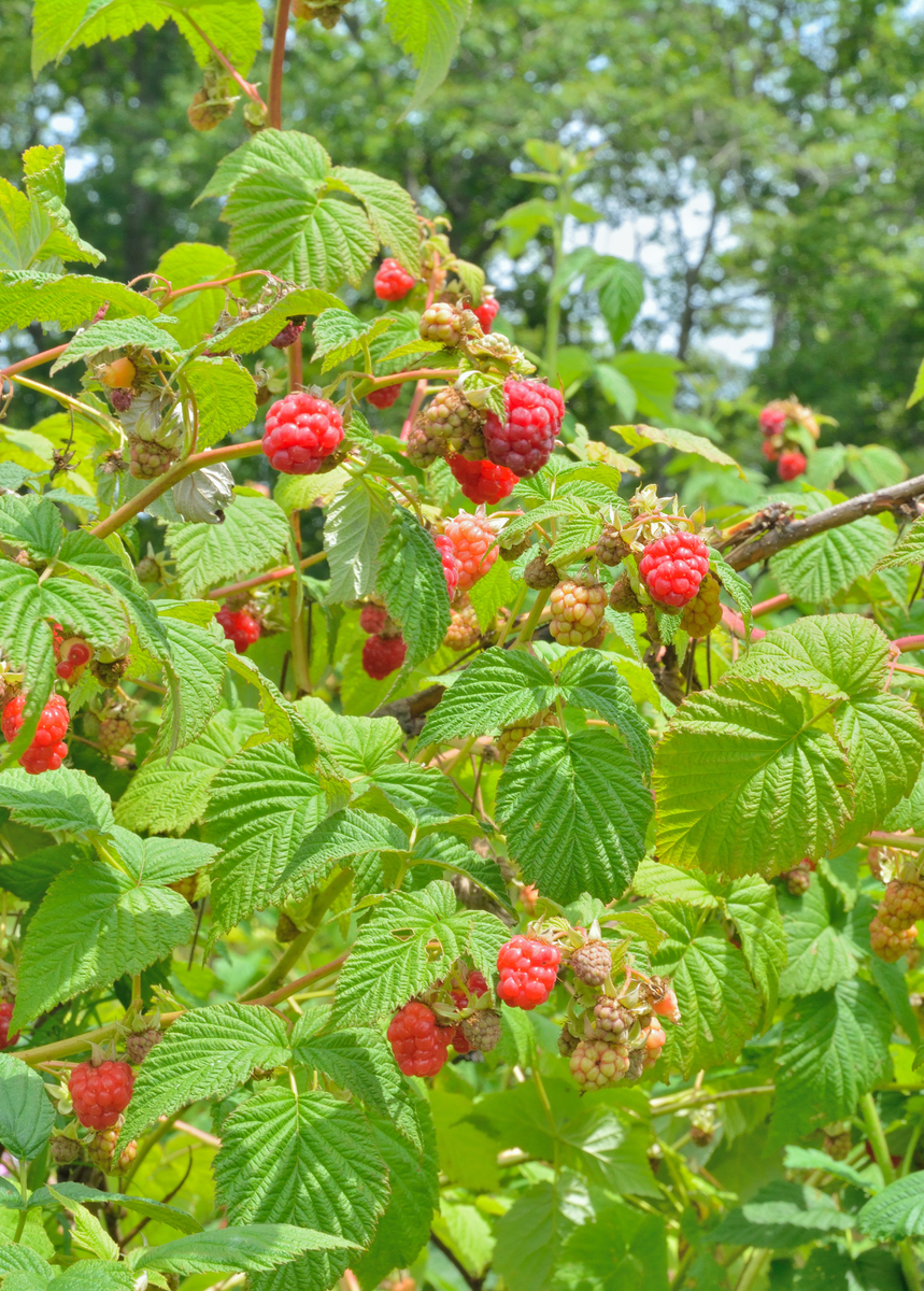 'Caroline' Raspberry (Rubus idaeus 'Caroline') – Sow Exotic