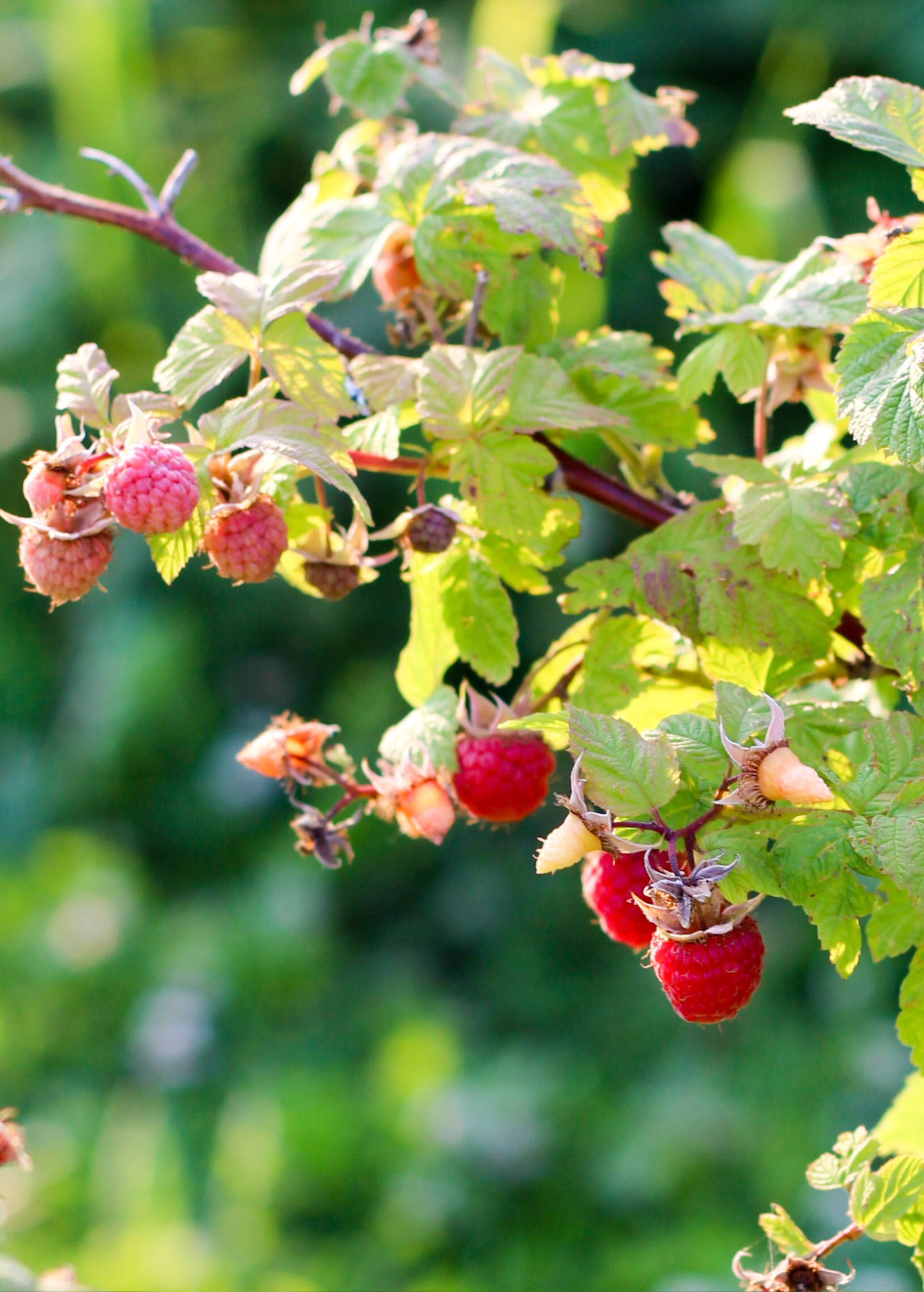 Carolina Raspberry Tree 'Caroline' Raspberry (Rubus idaeus 'Caroline') – Sow Exotic