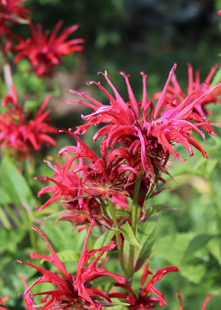 bergamot plant Red Bergamot | Medicinal Herb