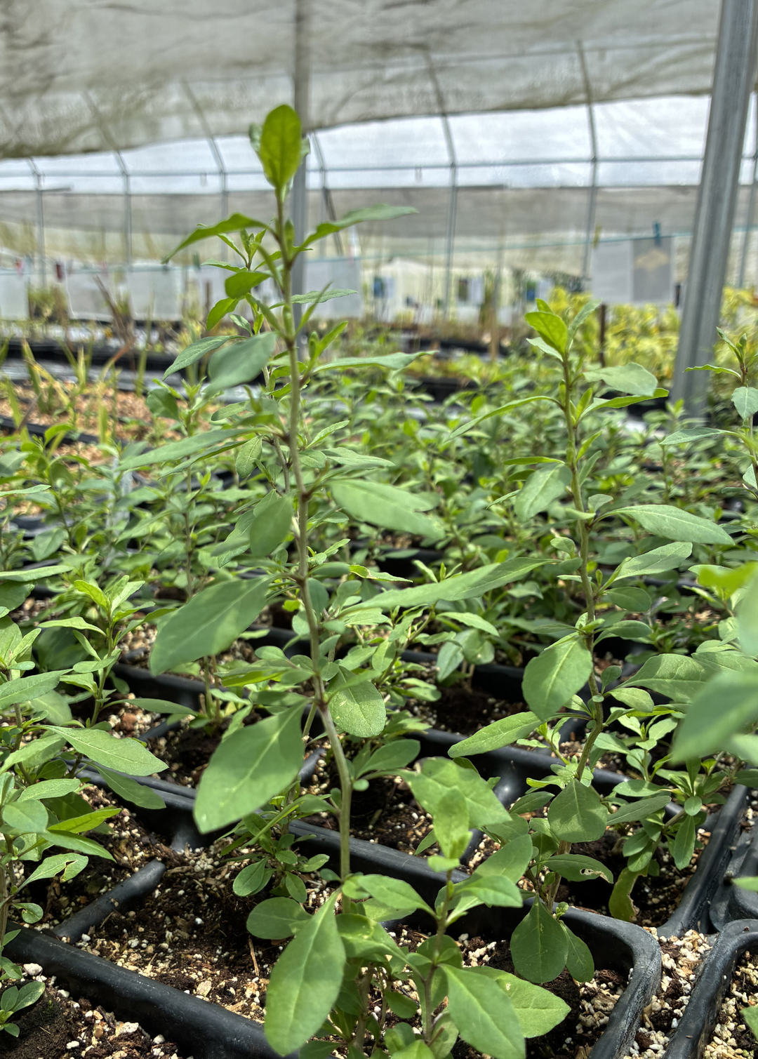 Goji Berry Plant (Lycium barbarum) - Tropical Fruit Tree