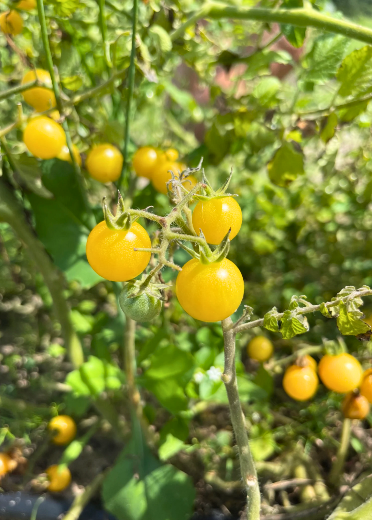 everglades tomato plant Everglades Tomato, Yellow (Solanum pimpinellifolium var.)