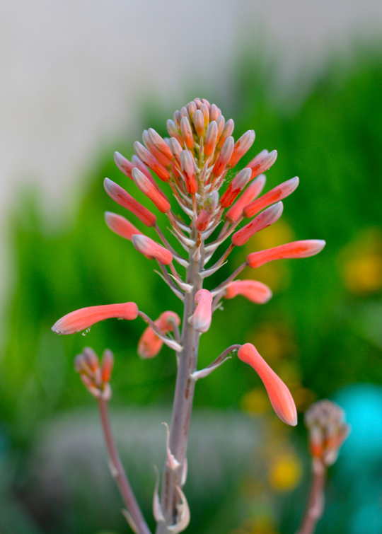 pink aloe Aloe Vera Plant for Sale