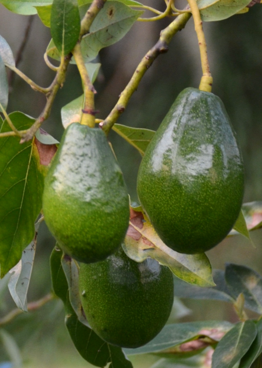XL Cold Hardy Type A+B Avocado Bundle: 'Brogdon' + 'Lula' – Sow Exotic