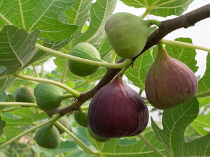 Sow Exotic - photo 1