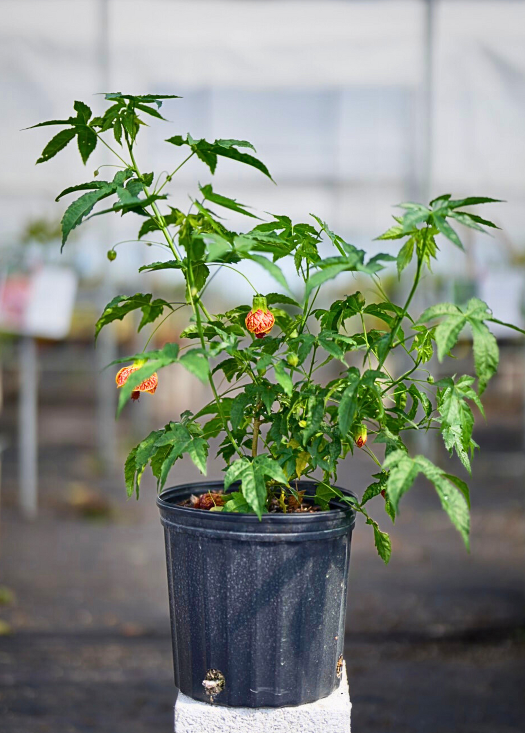 house plant that looks like maple leaf Flowering Maple Plant (Abutilon) - Beautiful Hibiscus