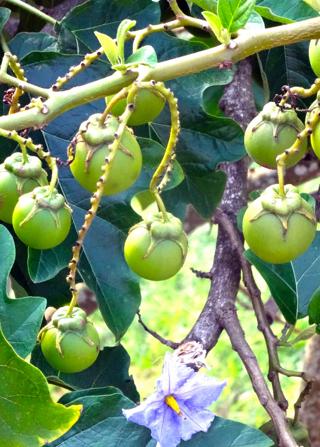Giant Potato Tree Plant for Sale
