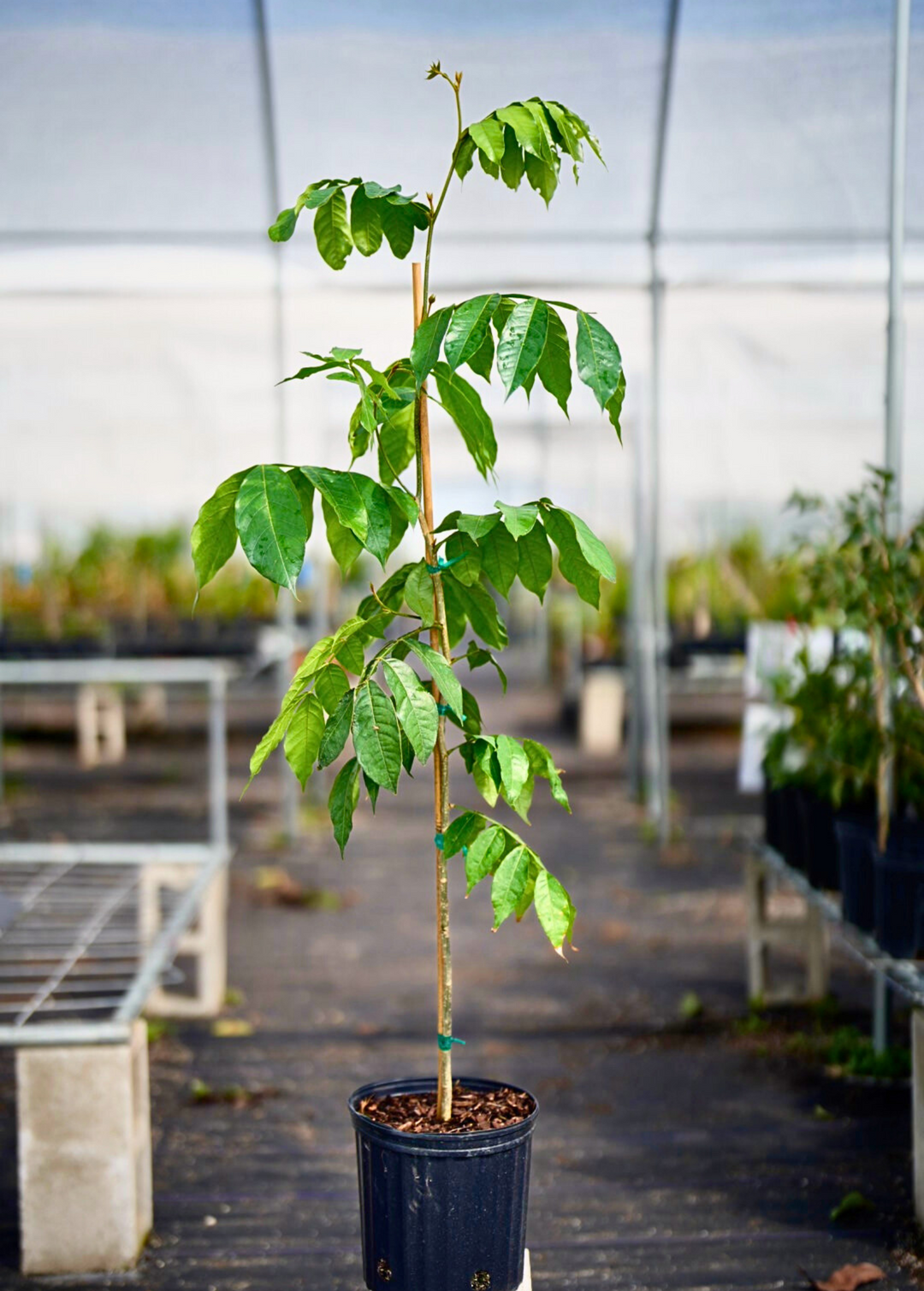 Ice Cream Bean | Rare Fruit Tree