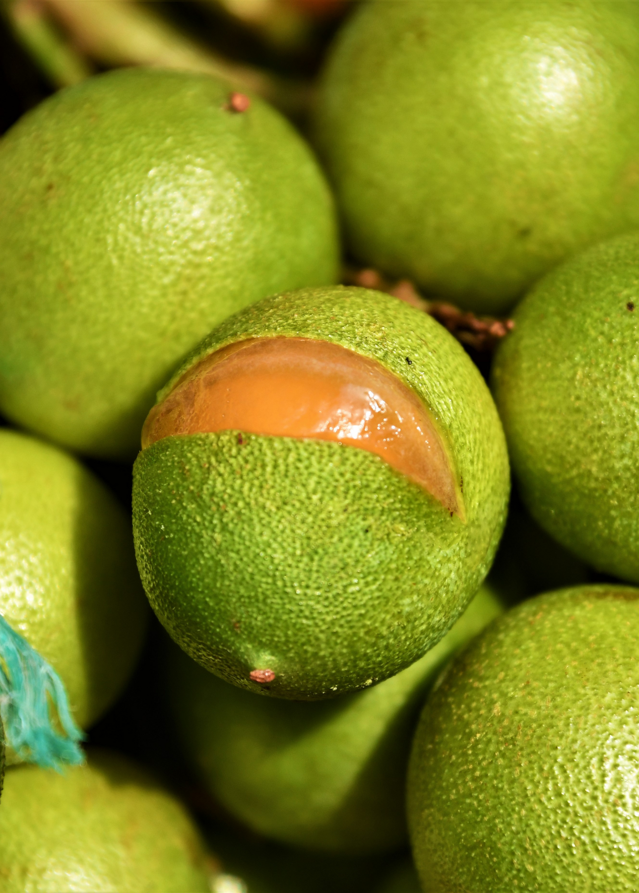 Spanish Lime, Quenepa Fruit Trees for Sale - SowExotic.com – Sow
