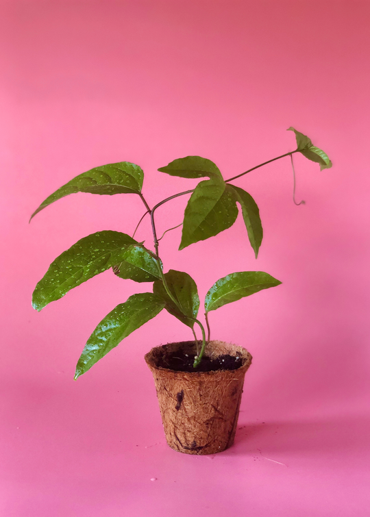 Purple Passion Fruit Plant Starter Passiflora Purple Possum Passion Purple Passion Fruit Plant Starter Passiflora Purple Possum Passion