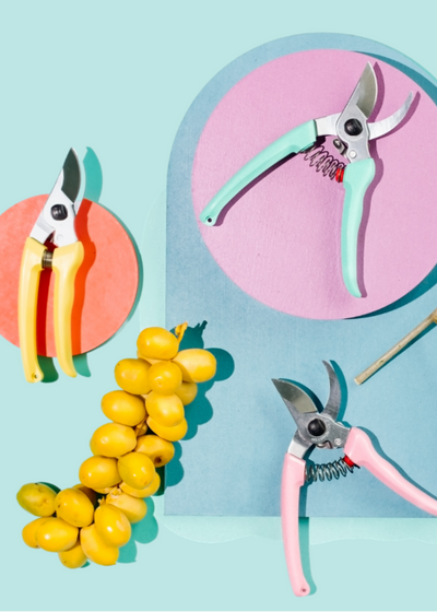 Gardening tools including shears and fruits on a light blue background