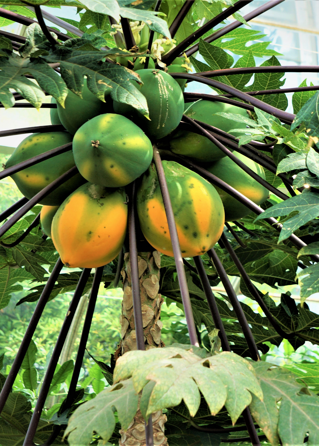 Sunset Solo Papaya Plant for Sale - SowExotic.com – Sow Exotic