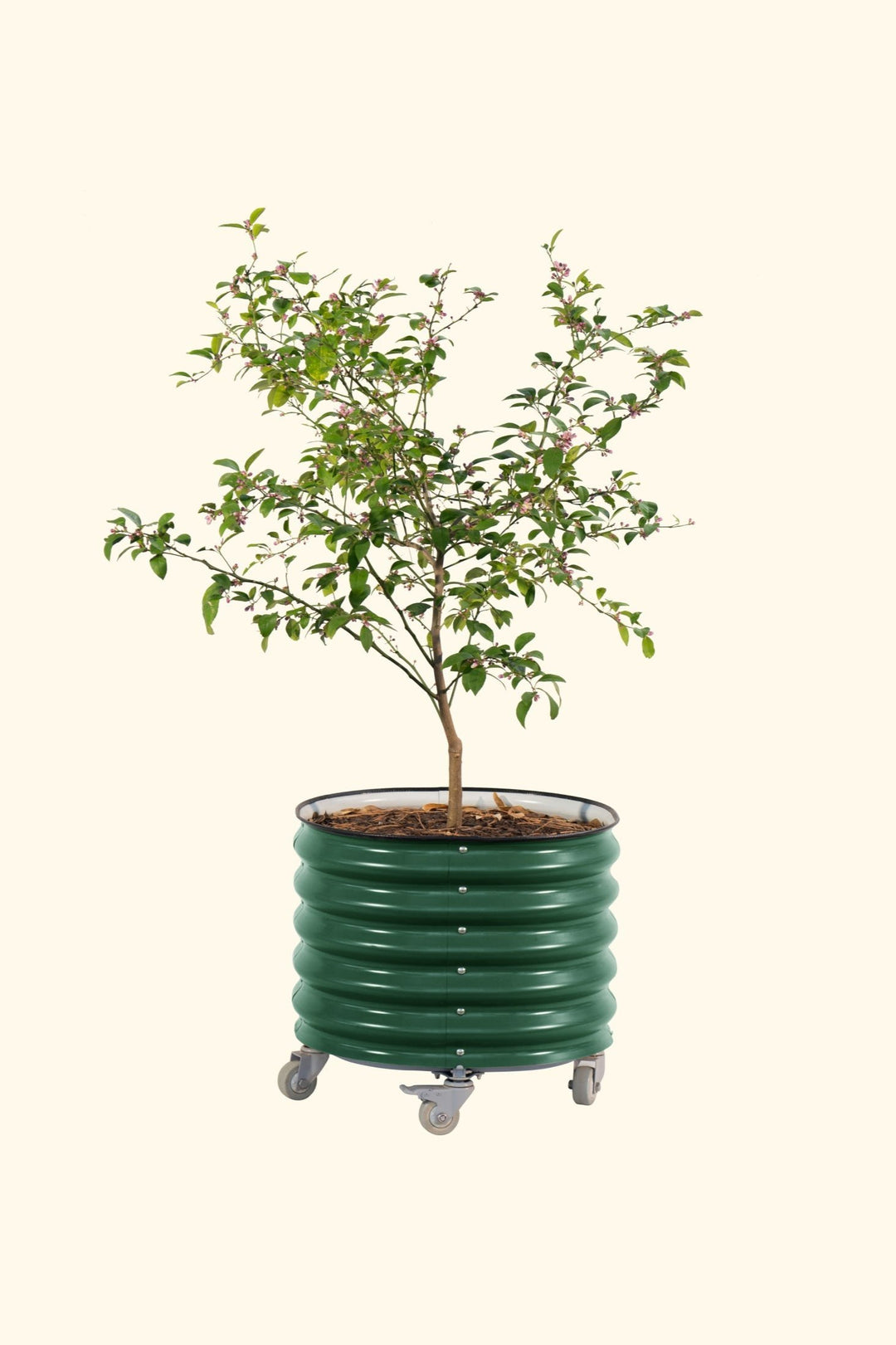 self watering tree planter Self-Watering Rolling Planter by Vego Garden – Sow Exotic