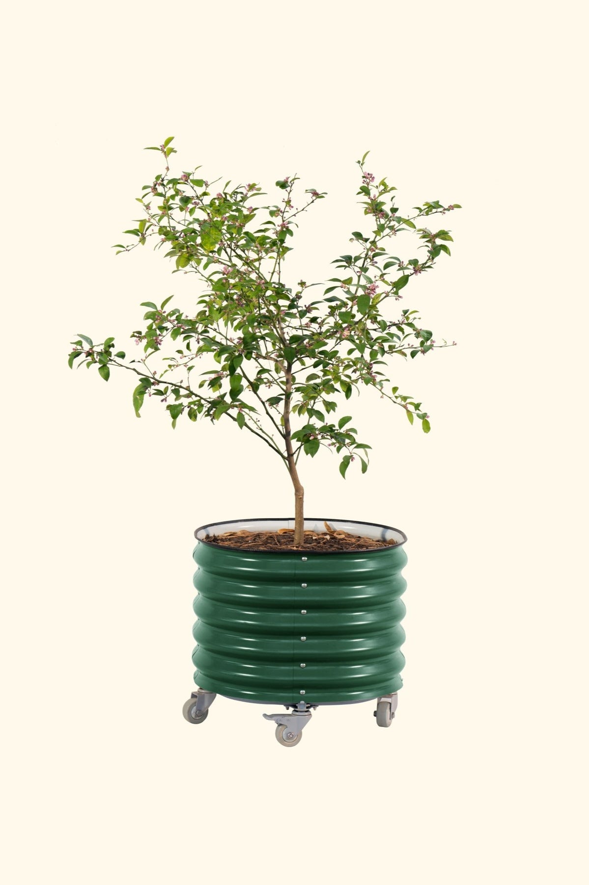 rolling plant pot Self-Watering Rolling Planter by Vego Garden – Sow Exotic