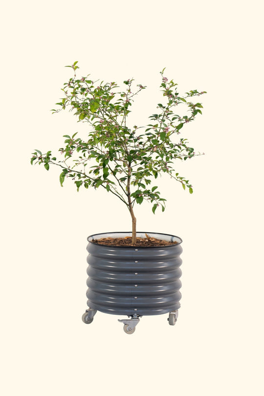 rolling self watering tomato planter Self-Watering Rolling Planter by Vego Garden – Sow Exotic