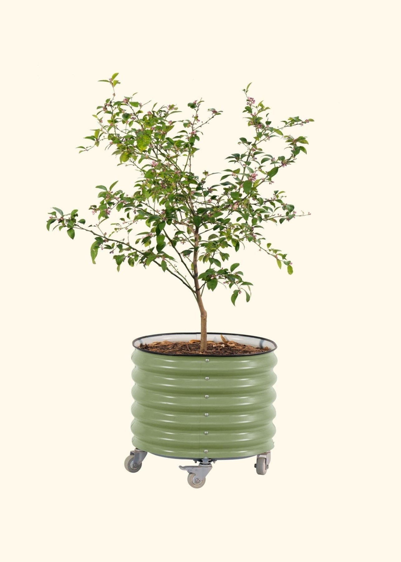 rolling self watering tomato planter Self-Watering Rolling Planter by Vego Garden – Sow Exotic