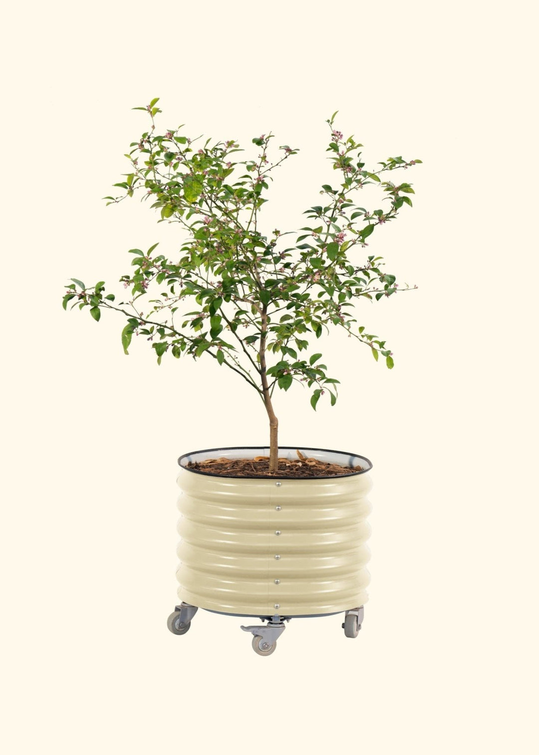 viva self watering rolling planter Self-Watering Rolling Planter by Vego Garden – Sow Exotic