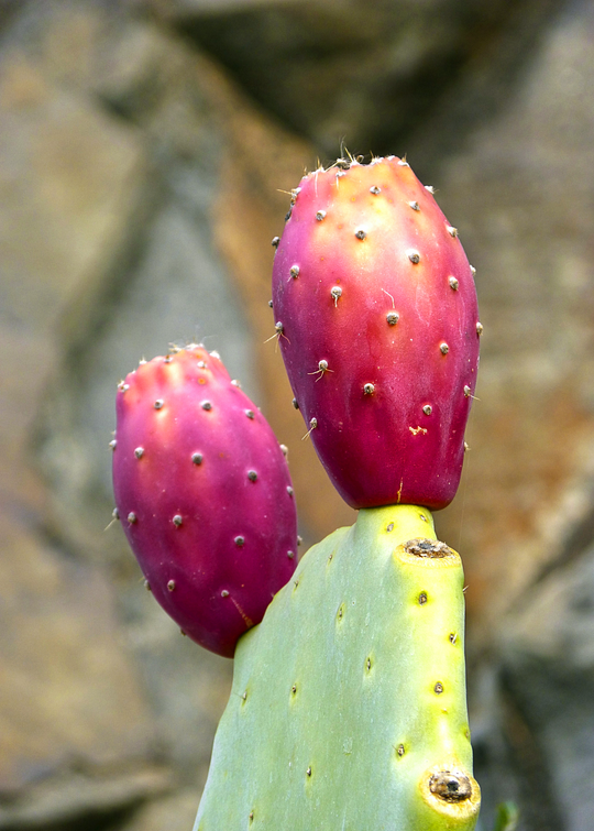 Mexican Tuna Prickly Pear Cactus Fruit Plant, Opuntia ficus-indica – Sow  Exotic