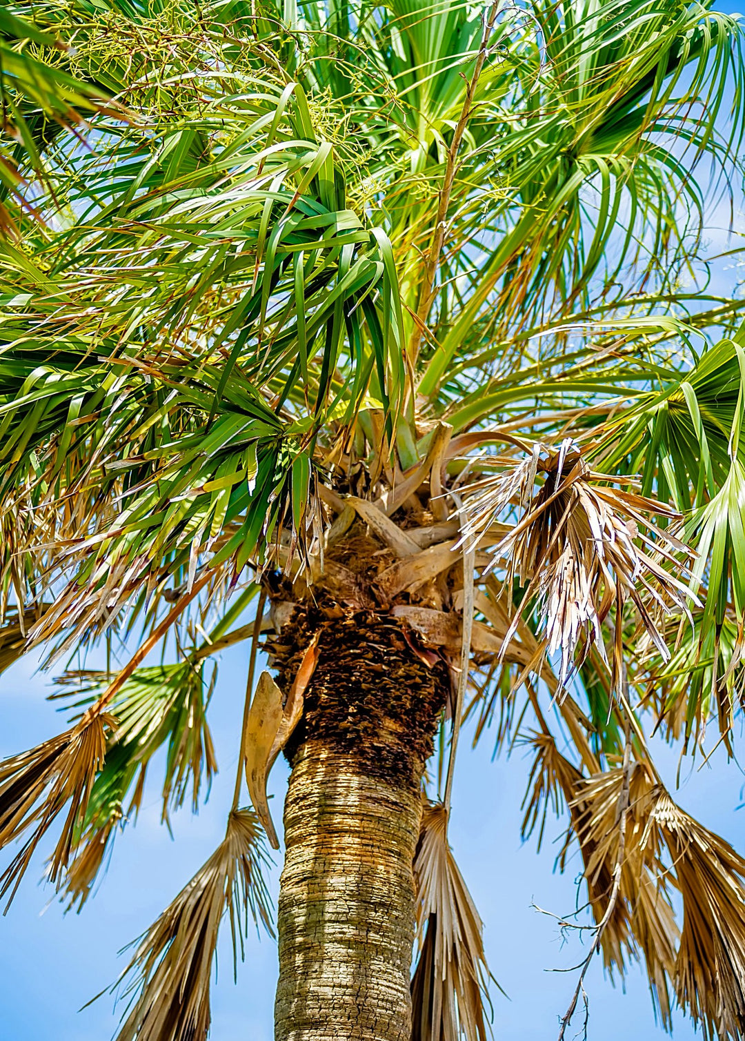 sabal palm plant Sow Exotic