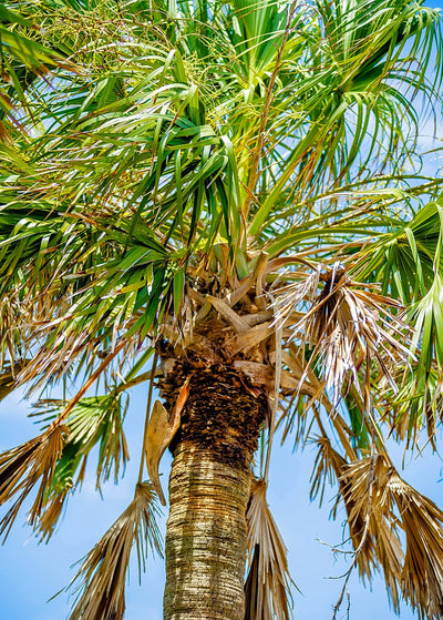 Palmetto Palm Trees In Sub Tropical Climate Of Usa.jpg