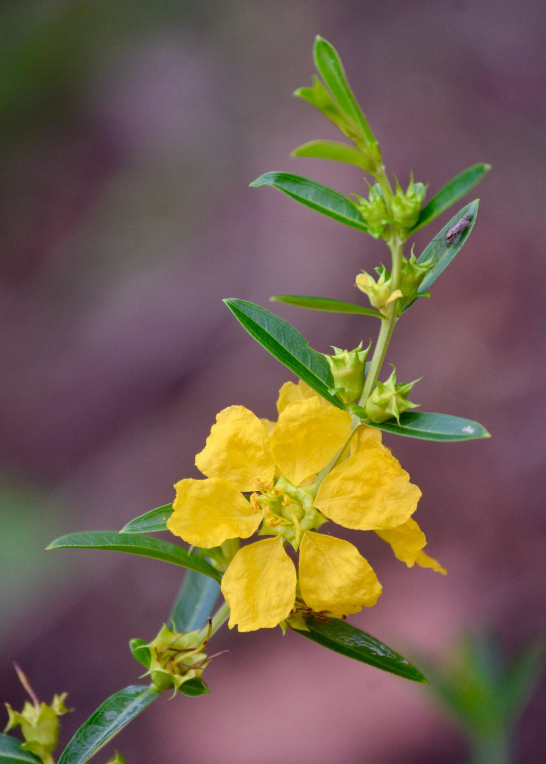 Sun Opener, Sinicuichi Plant, Heimia salicifolia