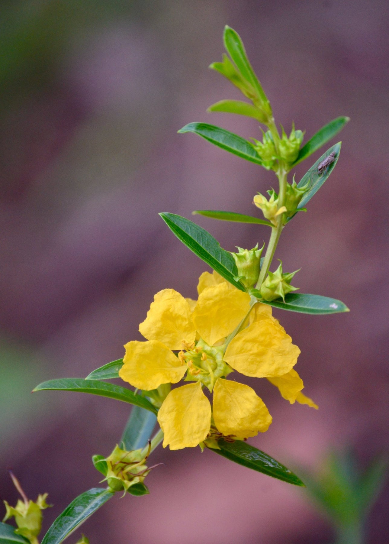 ABRIDOR DE SOL Heimia Salicifolia Hierba - Libre De Pesticidas