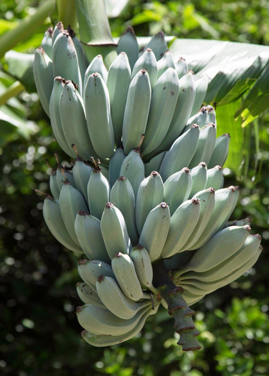 Blue Java Ice Cream 'Blue Java' Ice Cream Banana - Rare Tropical Fruit Tree - SowExotic.com ...