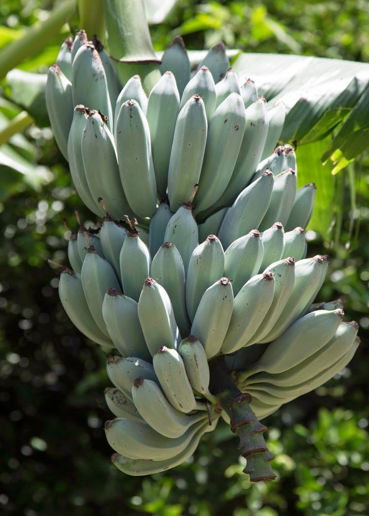 'Blue Java' Ice Cream Banana - Rare Tropical Fruit Tree - SowExotic.com ...