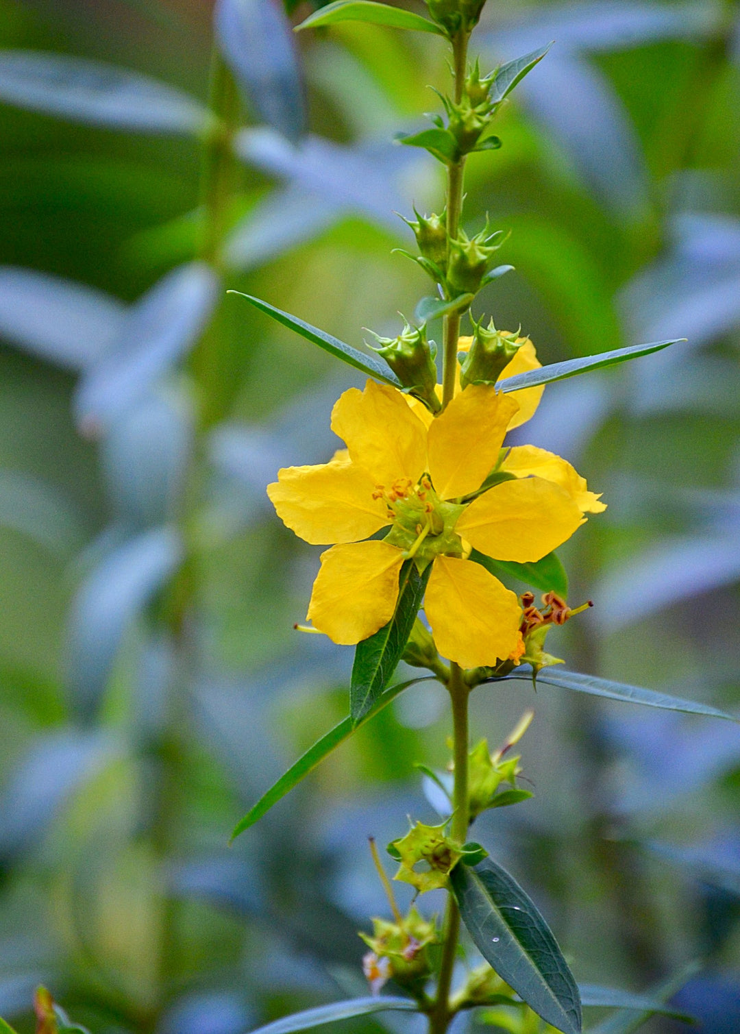 Sun Opener, Sinicuichi Plant, Heimia salicifolia