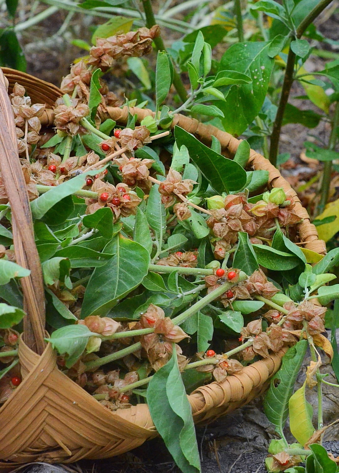 Ashwagandha Plant | Medicinal Herb