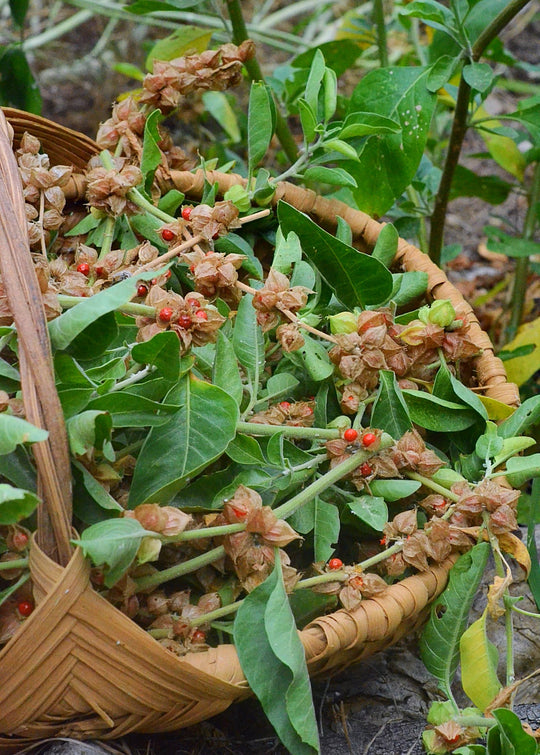 ashwagandha plants Ashwagandha Plant | Medicinal Herb