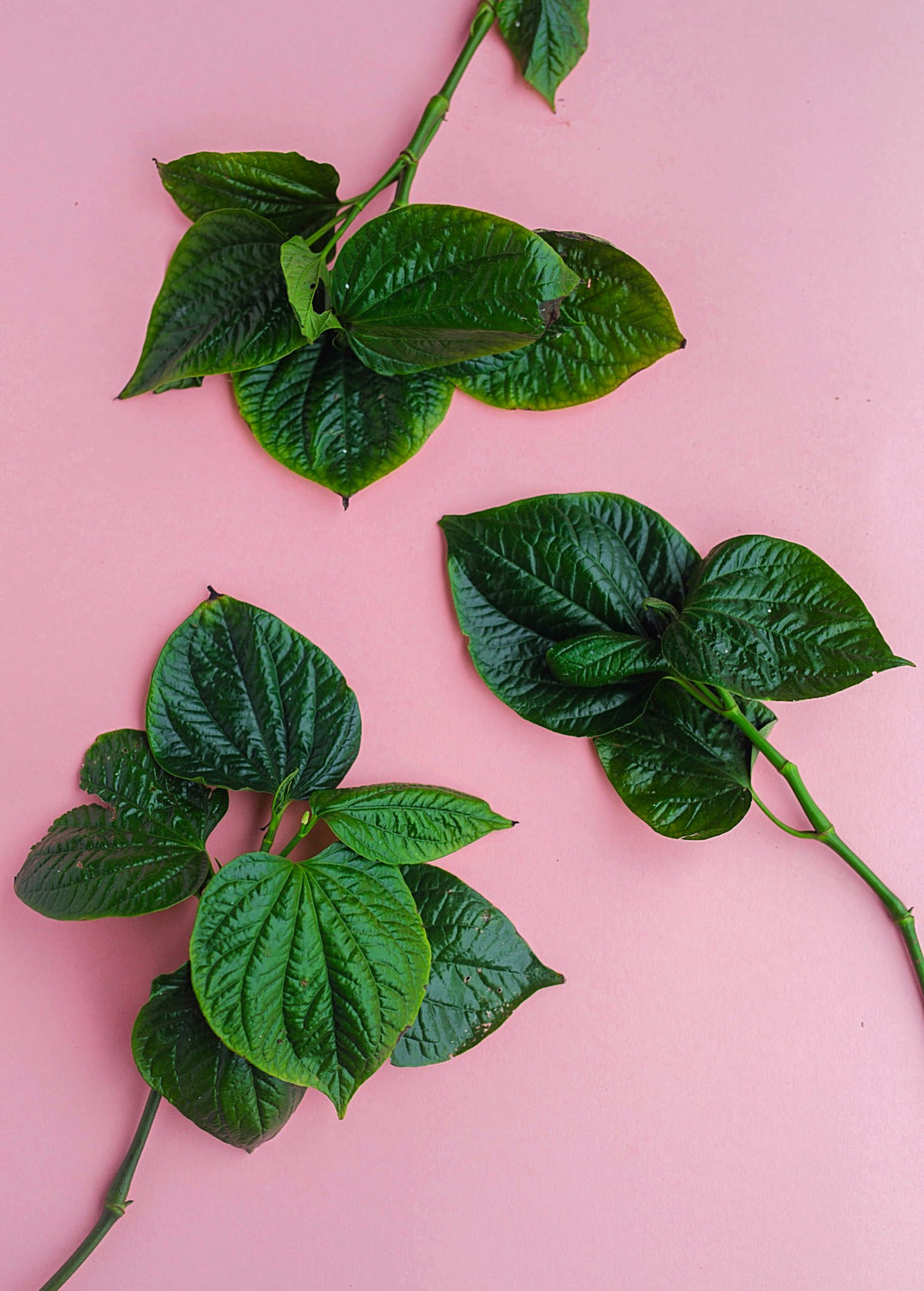 Lolot Plant, Piper sarmentosum | Live Medicinal Herb