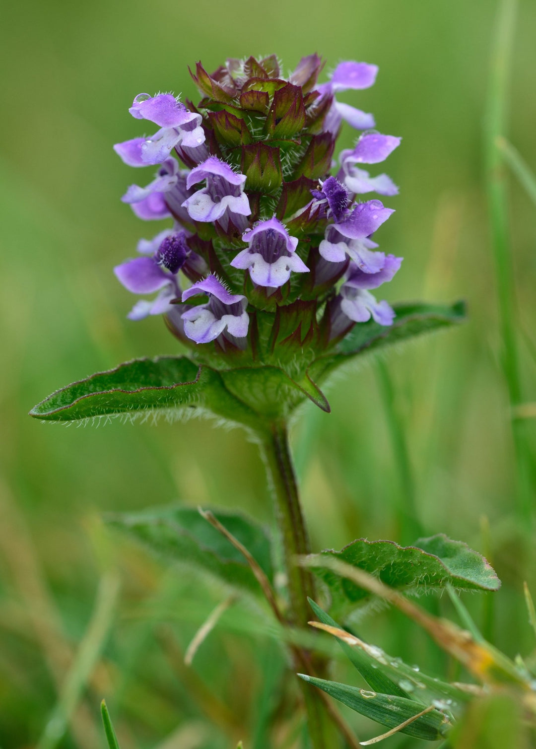 Self-Heal (Prunella vulgaris)