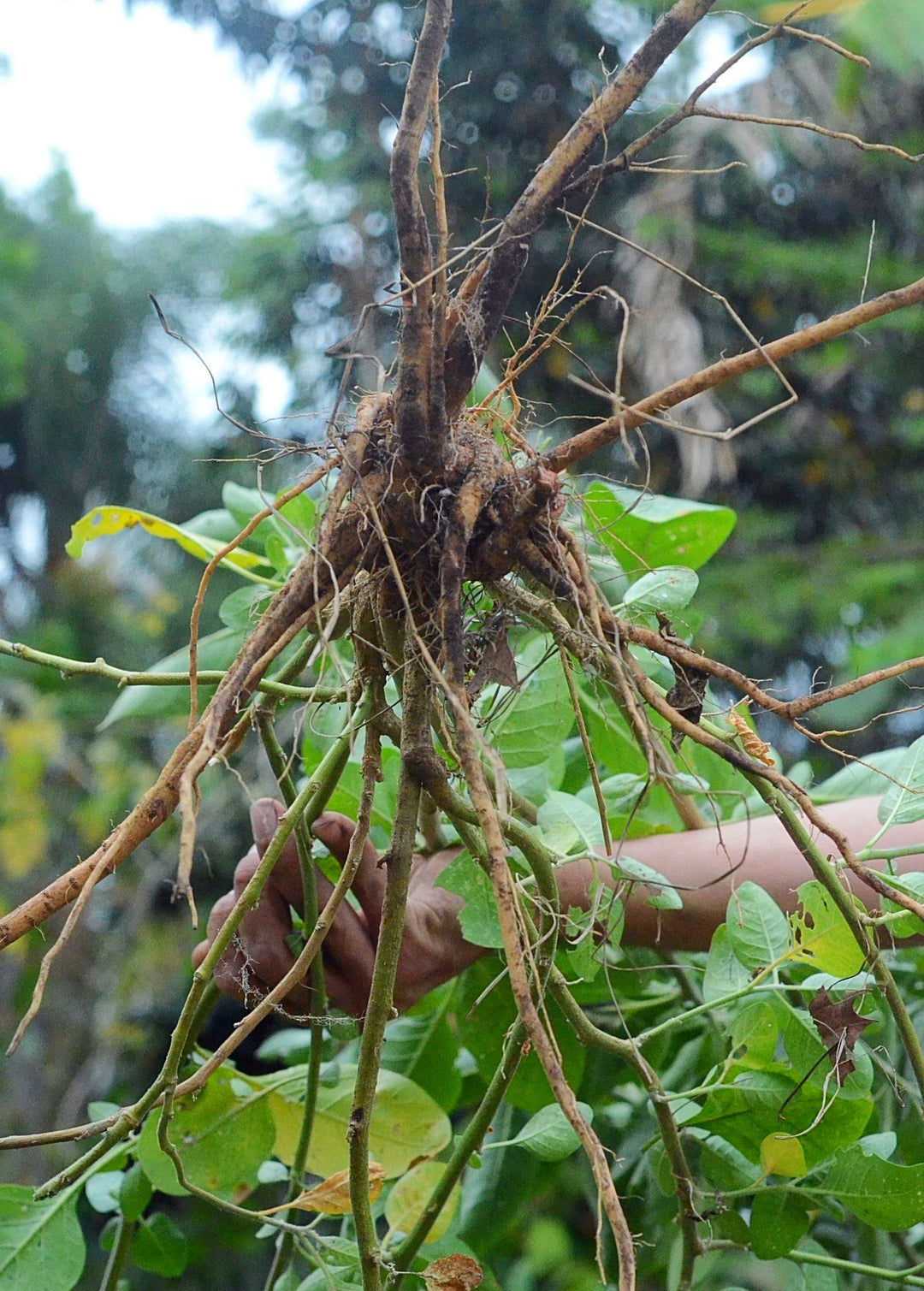 Ashwagandha Plant | Medicinal Herb
