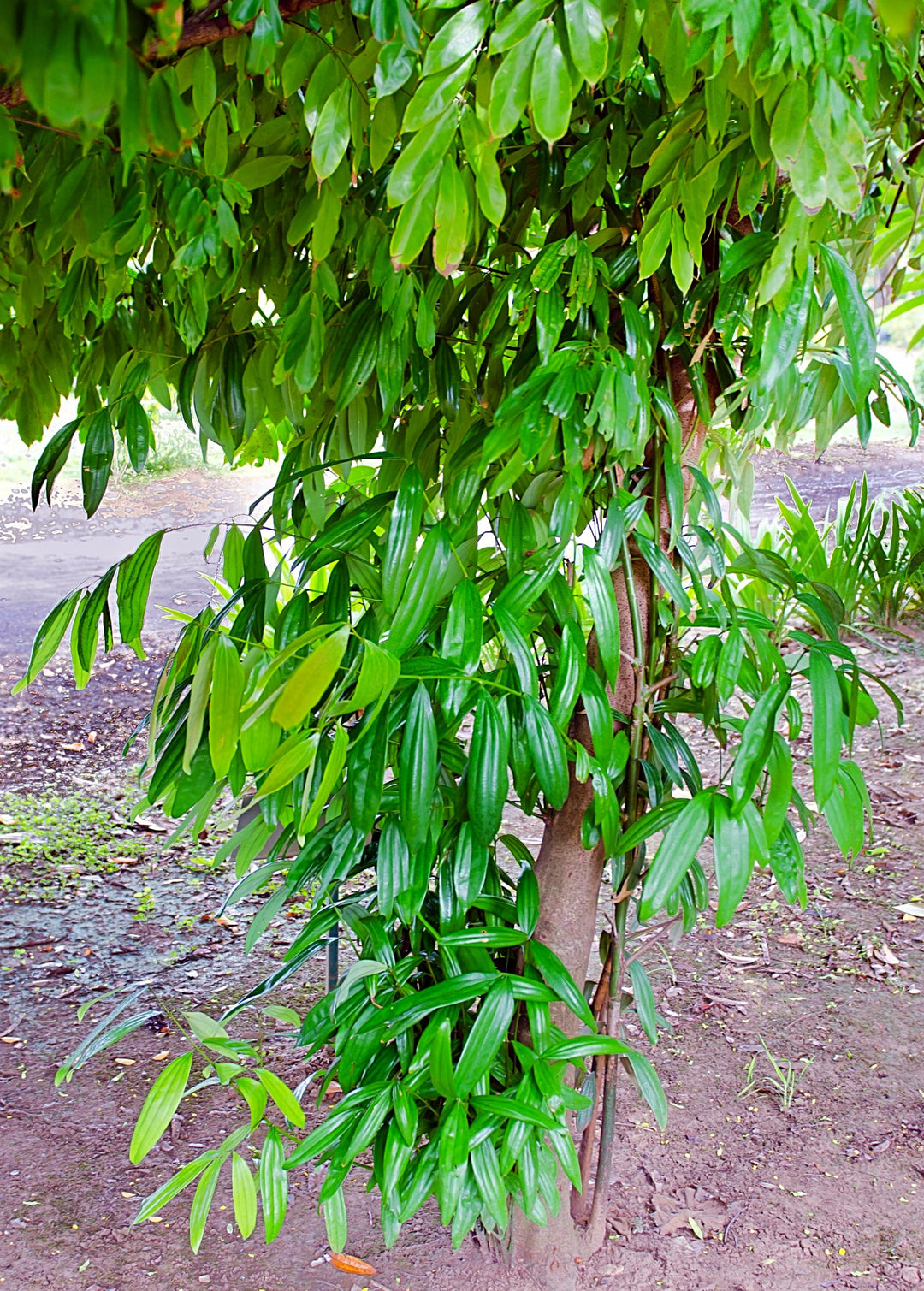cinnamon on plants Cinnamon Tree (Cinnamomum verum) - Live Plant