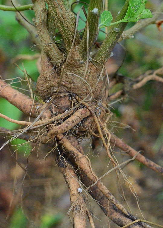 ashwagandha plant root Ashwagandha Plant | Medicinal Herb