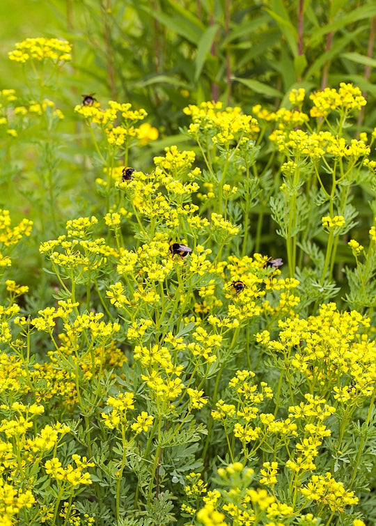 Live Rue Plants for Sale | Medicinal Herb