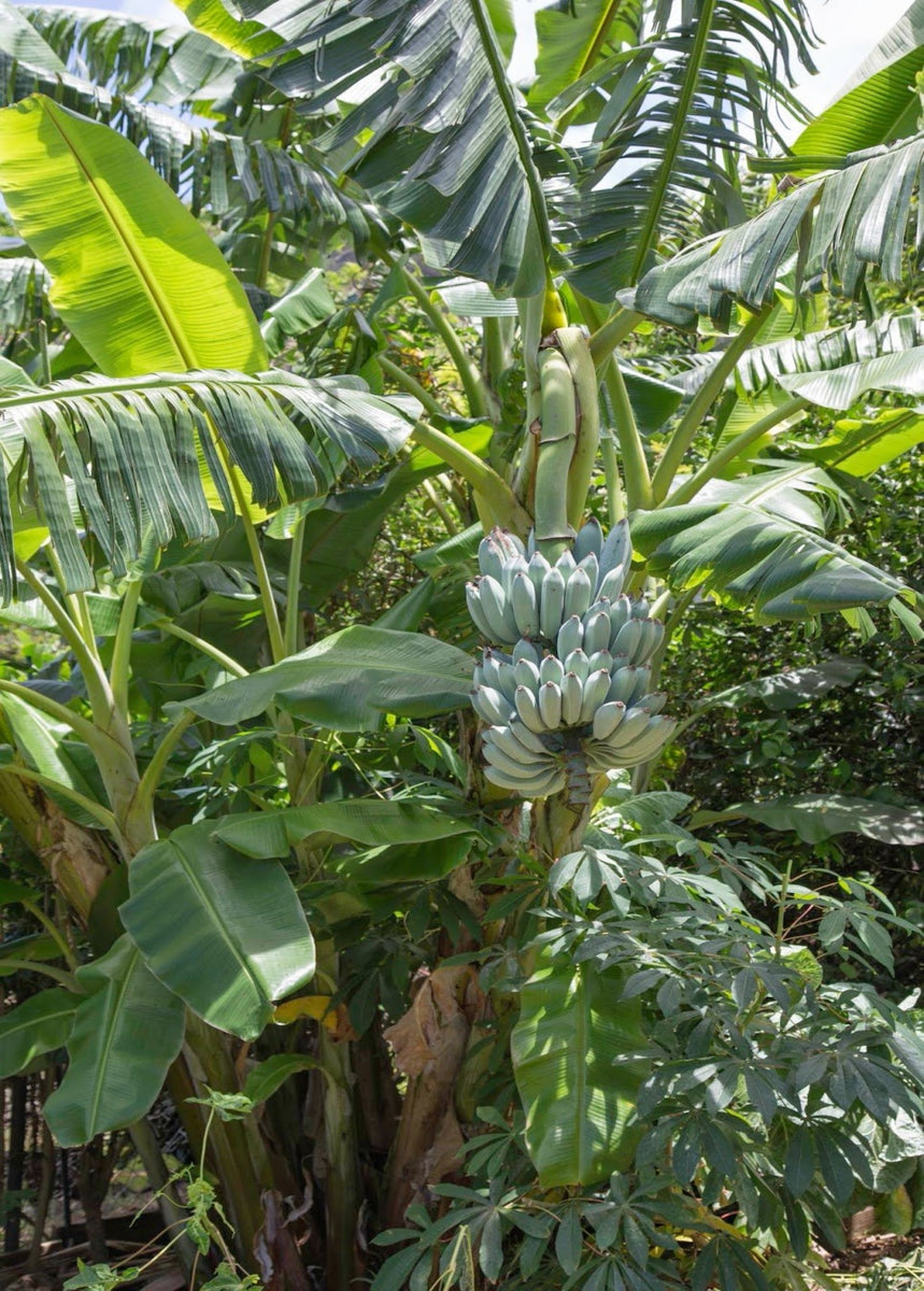 'Blue Java' Ice Cream Banana - Rare Tropical Fruit Tree - SowExotic.com ...