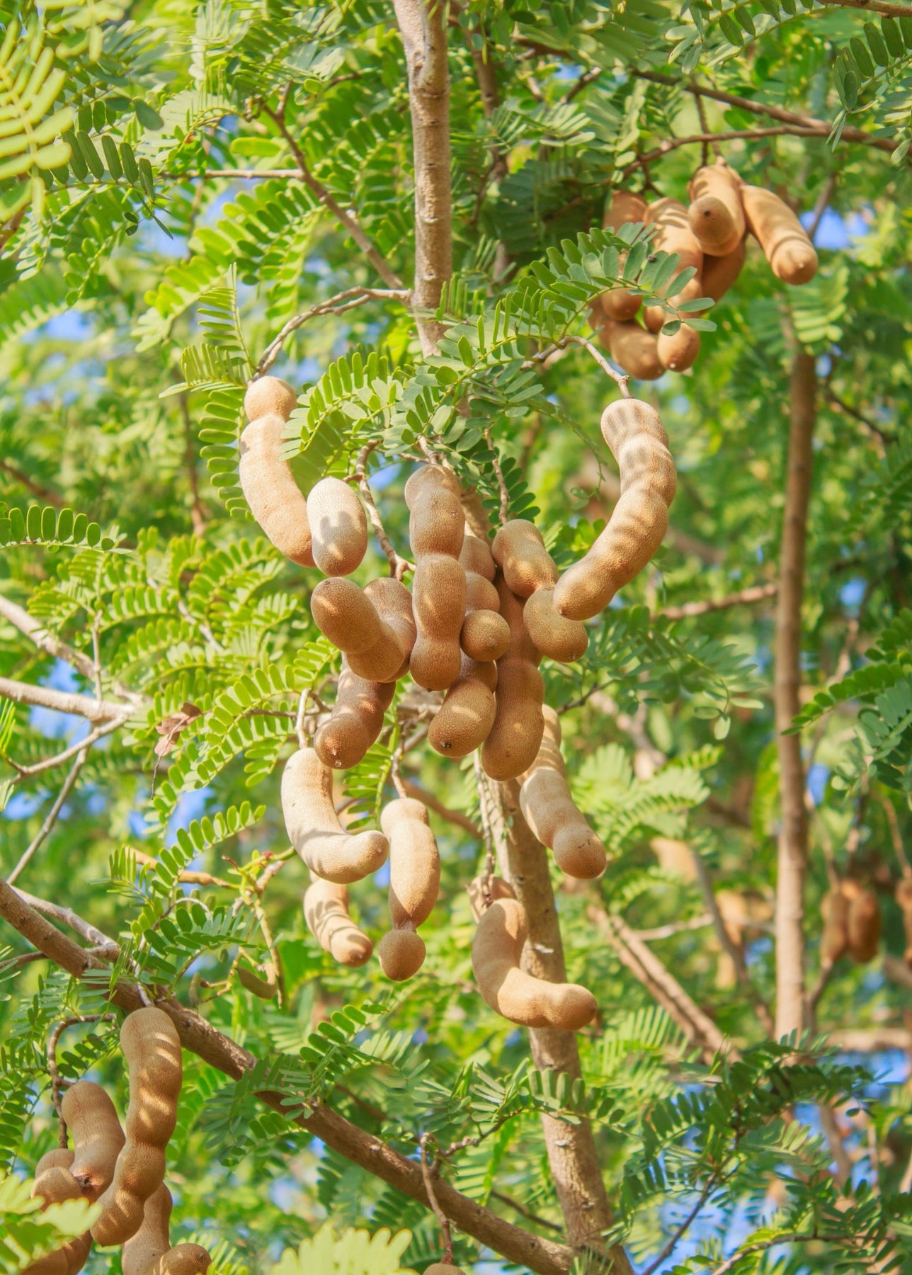 Tamarind Fruit Tree
