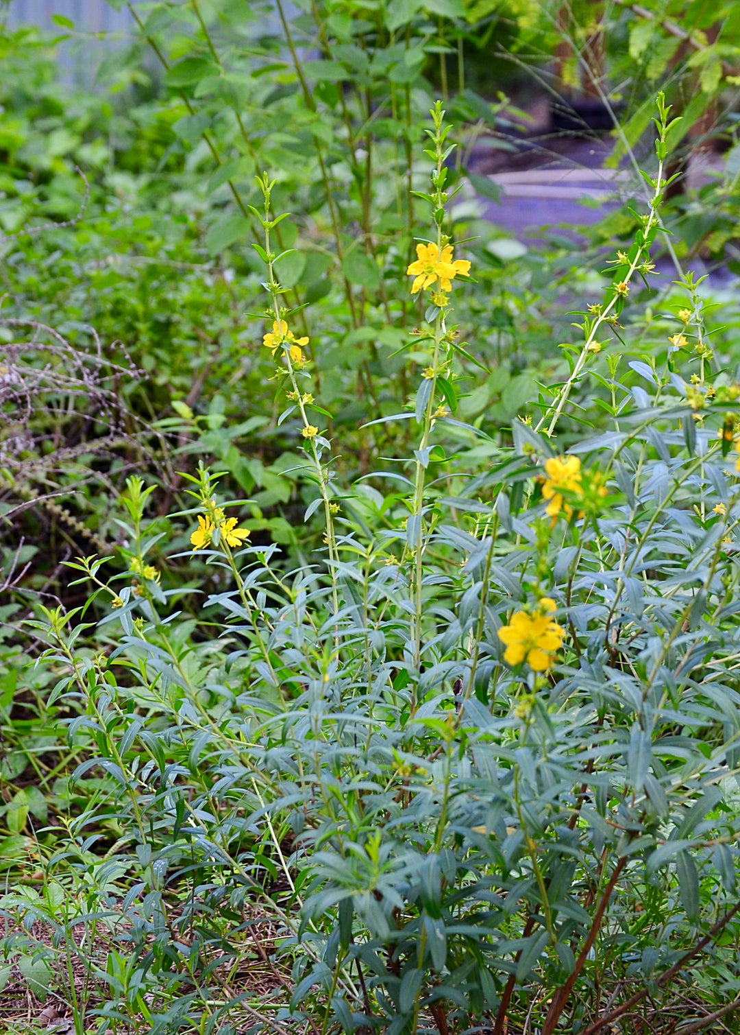 sun opener plant Sun Opener, Sinicuichi Plant, Heimia salicifolia