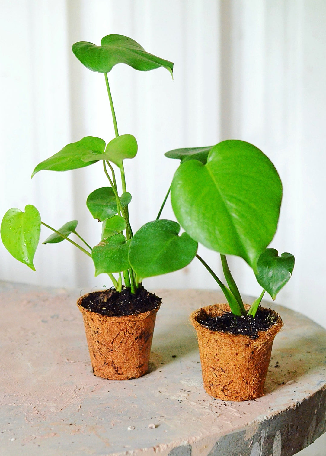 baby deliciosa monstera Monstera Plant, Swiss Cheese Plant, Monstera Deliciosa