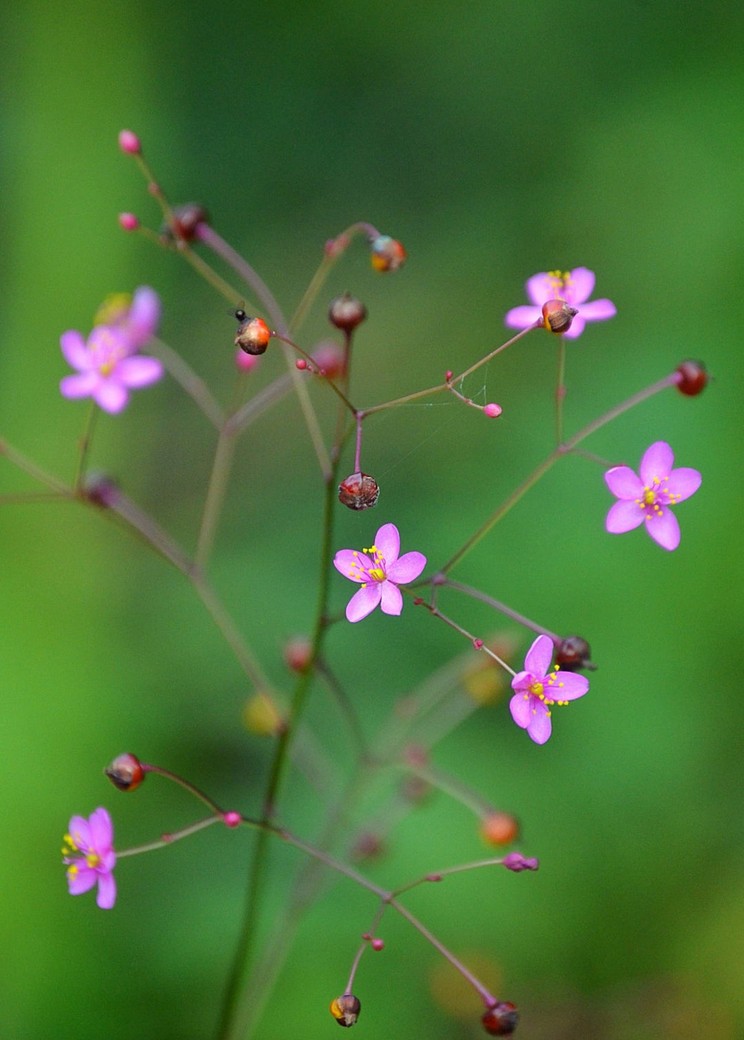 Jewels of Opar Plant (Talinum paniculatum) Medicinal Herb