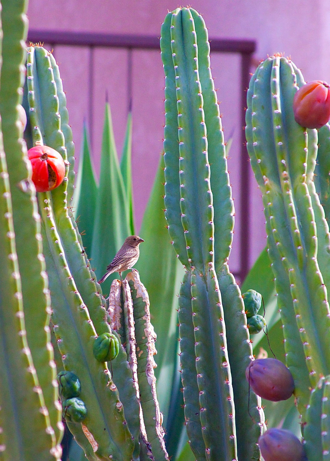 Peruvian Apple Cactus Plant