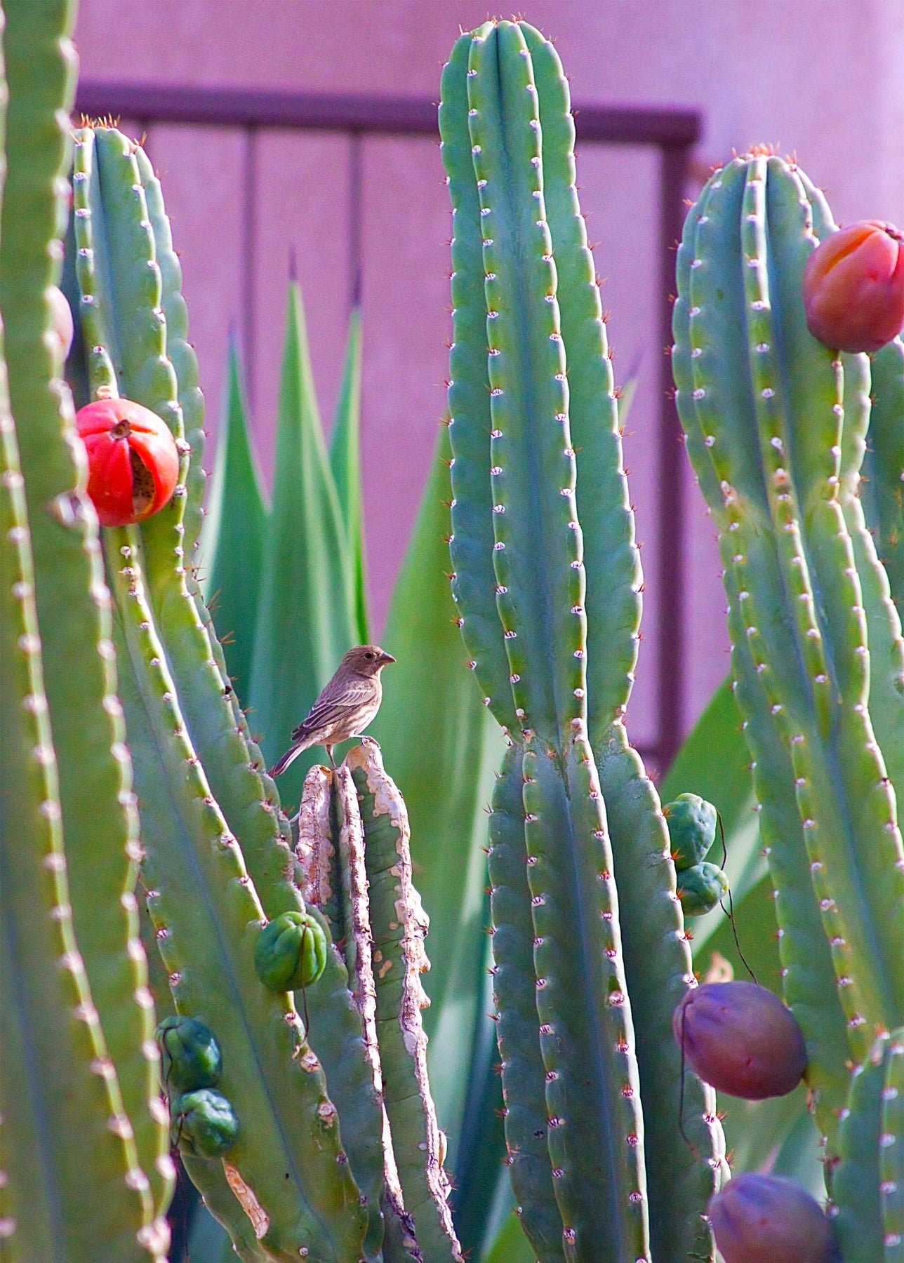 types of peruvian cactus Peruvian Apple Cactus Plant