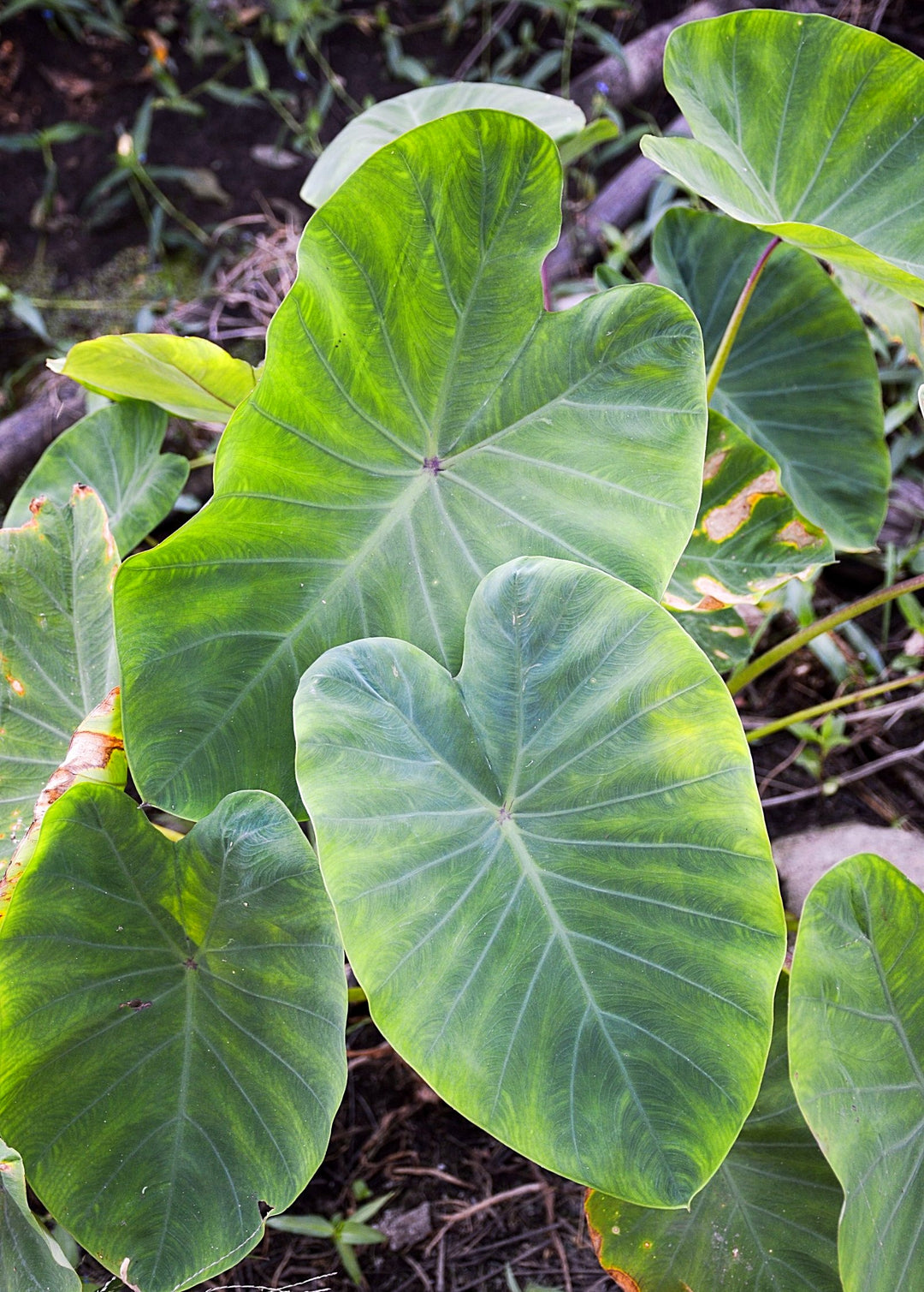 Taro Plant, Red | Sow Exotic