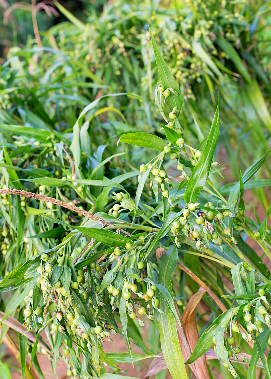 crying plant Job's Tears Plant, Coix lacryma-jobi