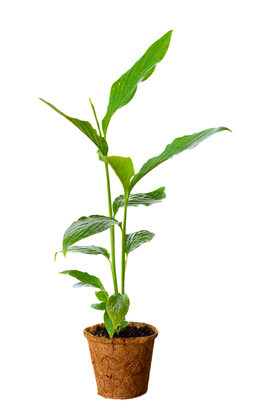 cardamom plant indoors Cardamom Plant - Medicinal Herb